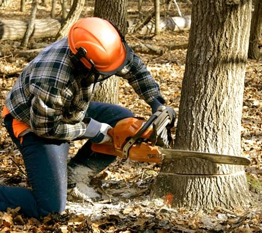 Tree Removal in Ingleside, TX